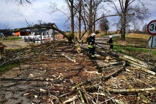 Powalone drzewo zablokowało drogę na ul. Nad Łyną w Bartągu [ZDJĘCIA]
