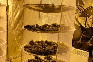 Nielegalna uprawa konopi indyjskich na Jachcicach! Policja zatrzymała 33-latka