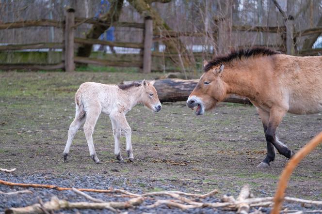 Klaczka konia Przewalskiego z matką Pimą w warszawskim ZOO