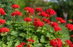 Pelargonia Calliope