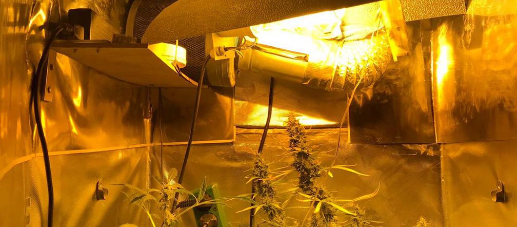 W szafie zamiast ubrań trzymał... krzaki konopi indyjskiej! Teraz grozi mu 10 lat! [ZDJĘCIA]