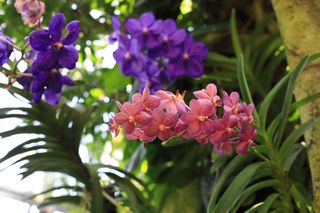 Storczyk Vanda