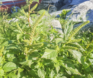 Komosa biała (lebioda) - chwast, który albo leczy, albo truje