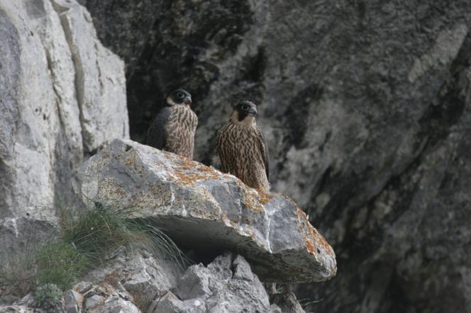 Tatry. Park wprowadza ograniczenia dla taterników i narciarzy ekstremalnych