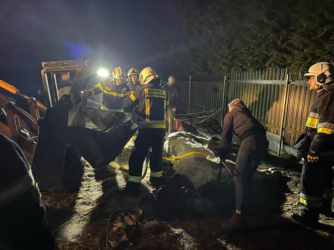 Strażacy z Solca Kujawskiego stawiali konia na nogi! Nietypowa interwencja na wagę życia