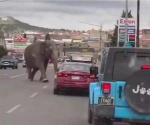Słoń zwiał z cyrku. Błąkał się po autostradzie, ludzie w szoku!