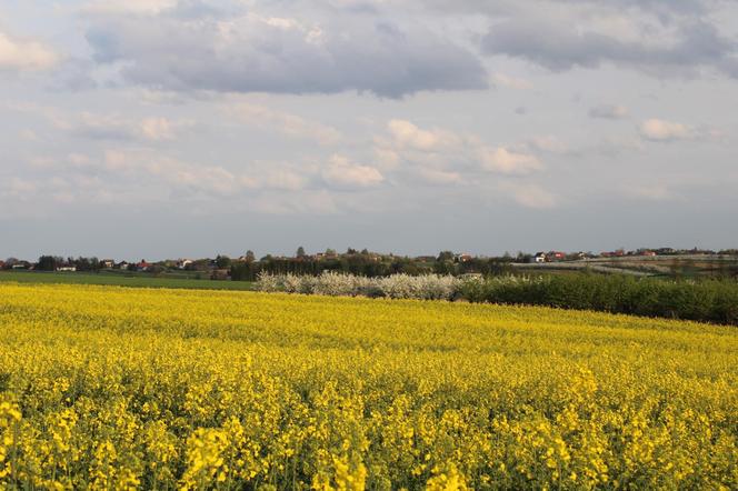 Rzepakowe pola w Świętokrzyskiem