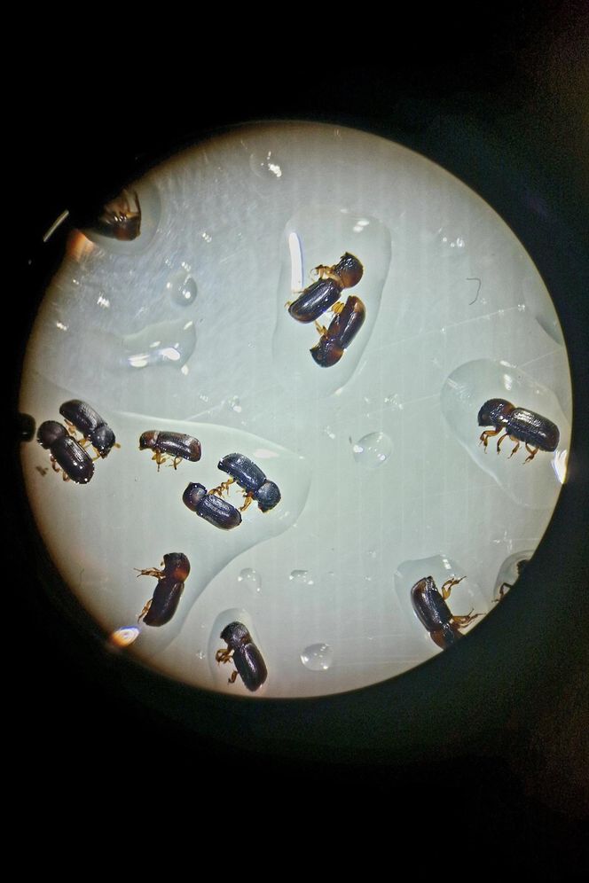 Leśnicy wyłapują groźne owady