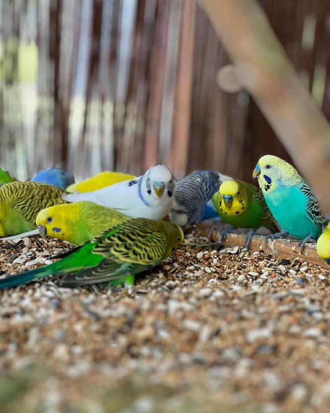 Pożar Zoo Safari w Borysewie! Kilkadziesiąt zwierząt zginęło