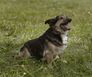 ​Śmieciarki ze zdjęciami psów wyjechały na ulice Leszna. Ruszyła akcja „Czysta Miłość”