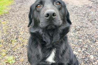 Wilki zjadły mojego Cygana