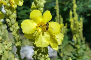 Są kolorowe, pachnące i... smaczne! Ogród Botaniczny zaprasza na jadalne kwiaty