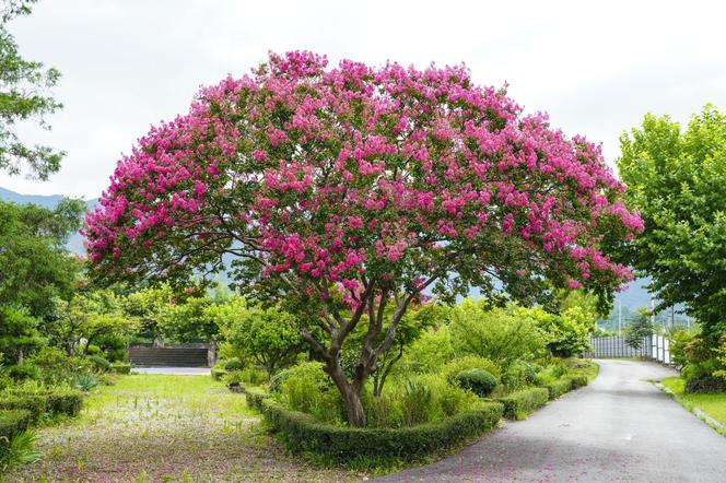 Lagerstremia indyjska