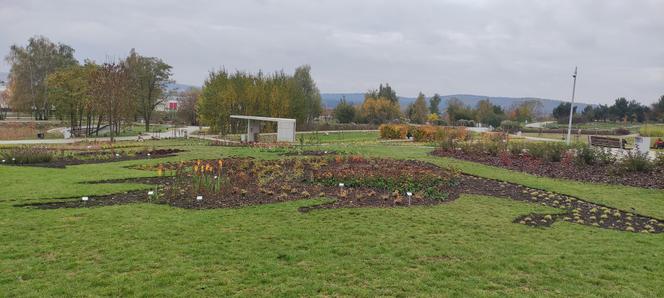 Rabaty w kształcie kontynentów w Ogrodzie Botanicznym w Kielcach