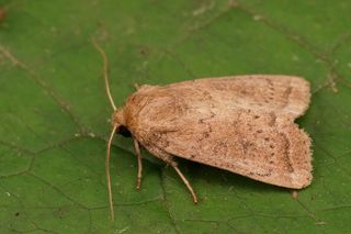Namaczam waciki w tym i rozkładam po parapetach w domu i na działce. Uporczywe ćmy przestały przylatywać do okien. Domowy sposoby na latające ćmy