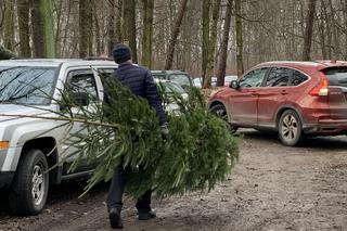 Choinki prosto z lasu w Będzinie Grodźcu