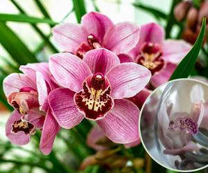 Cymbidium