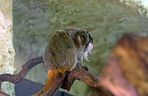 Tamaryna cesarska przyszła na świat w gdańskim zoo