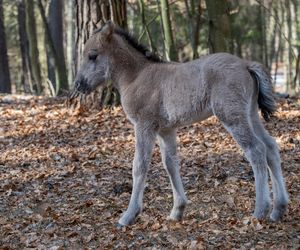 Pierwsze źrebięta konika polskiego w hodowli rezerwatowej RPN w 2025 r.