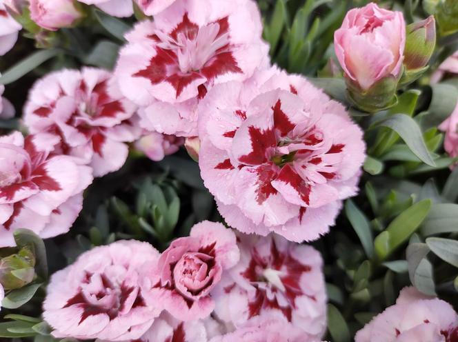 Goździk ogrodowy (Dianthus caryophyllus)