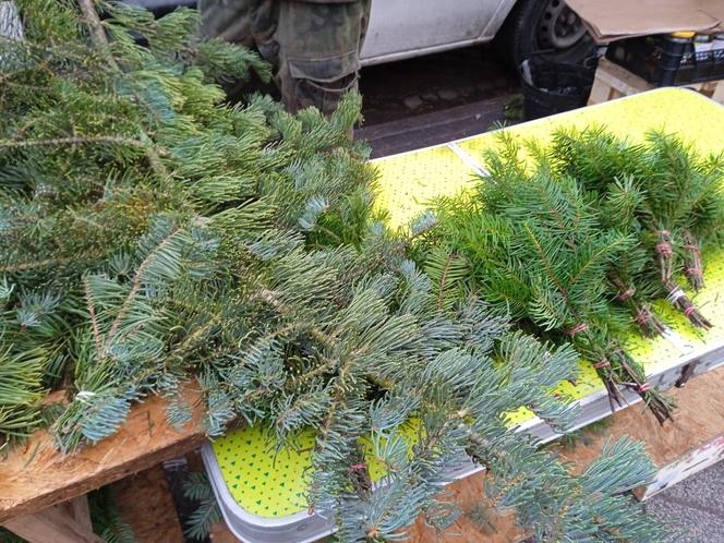 Drzewka świąteczne na Rynku Jeżyckim w Poznaniu