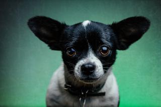 Chihuahua - ciekawski i odważny kanapowiec