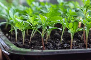 Przygotowanie rozsady aksamitek