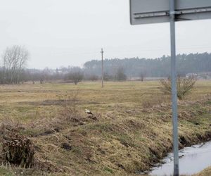 Pierwszy Bocian w Polsce dostał imię Radziwił. 