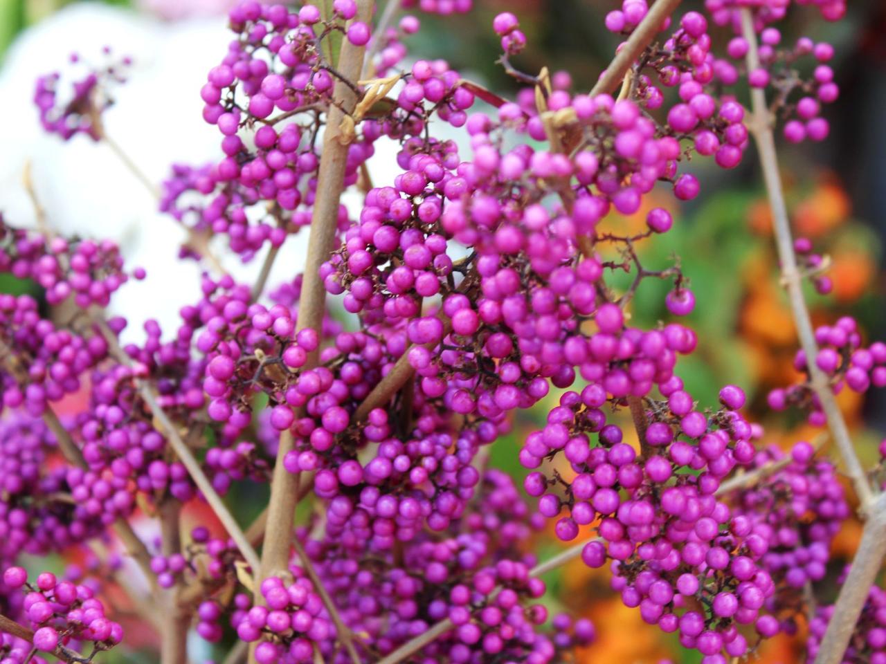 Pięknotka Bodiniera 'Giralda' - Callicarpa bodinieri 'Giraldii'
