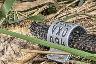 Żywioł nie oszczędził nawet bocianów. Nawałnica zabiła całą rodzinę