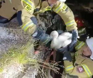 Bocian wpadł do 24-metrowego komina. Strażacy ratowali go 3 godziny [ZDJĘCIA]. 