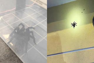 Gigantyczny pająk zauważony na elewacji budynku. Oczekuje na odbiór właściciela