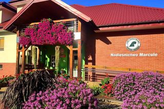 Nadleśnictwo Marcule blisko świętokrzyskiego