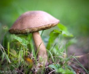 Zatrucie grzybami jadalnymi. Kiedy grzyby jadalne mogą być szkodliwe?