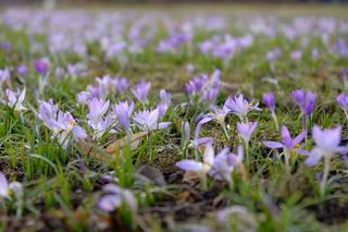 Pierwsze oznaki wiosny we Wrocławiu [ZDJĘCIE]