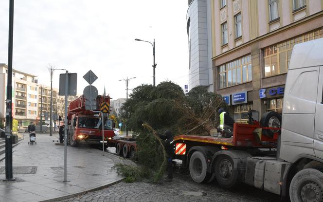 Miejska choinka już w Olsztynie. Ma ponad 8 metrów wysokości [ZDJĘCIA]