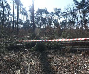 Tragedia podczas wycinki. Drzewo przygniotło mężczyznę