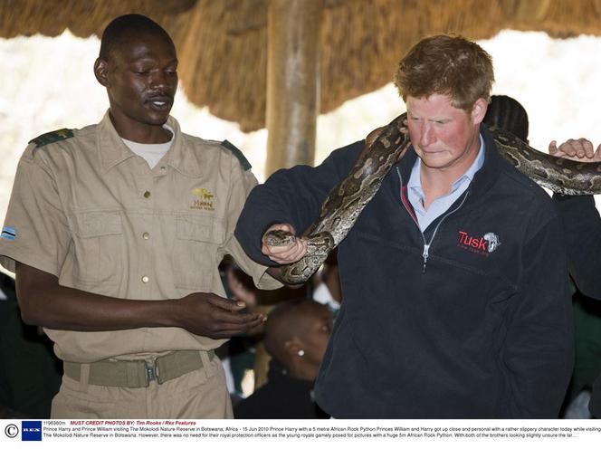 William i Harry bawią się wężem