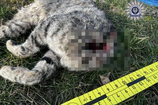 Nie dał się pogłaskać. 42-latek poćwiartował kota. Internauta: ZŁO, które trudno wyrazić słowami