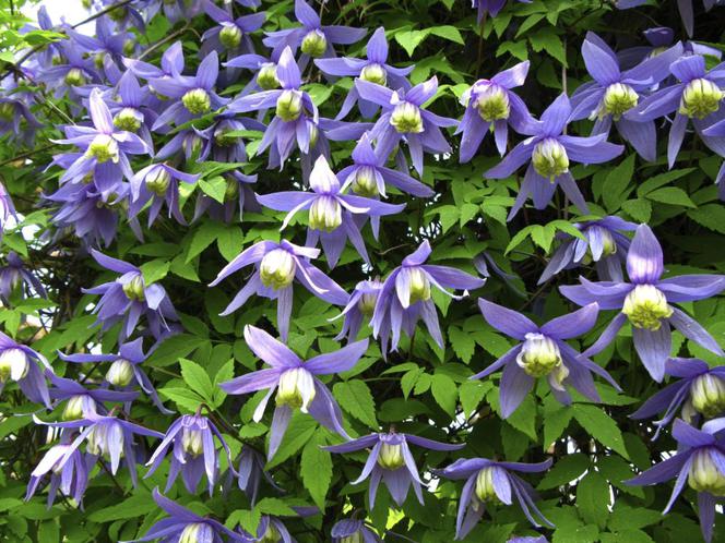 clematis-alpina.jpg