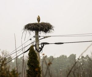 Koniec bocianich wakacji! Ornek pędził do Polski, aby uwić gniazdko dla ukochanej