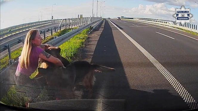 Policjantka z Częstochowy uratowała psy na S5