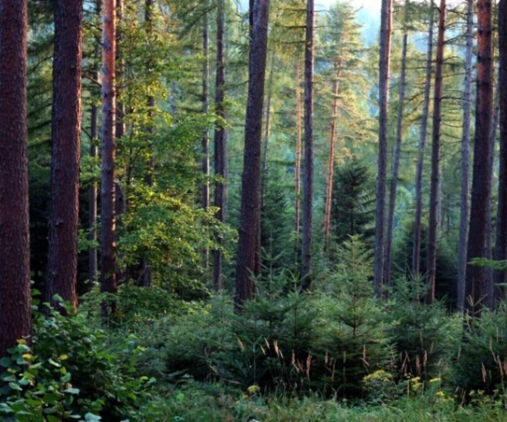 Najpiękniejsze lasy w regionie! Sztuczna inteligencja wybrała 
