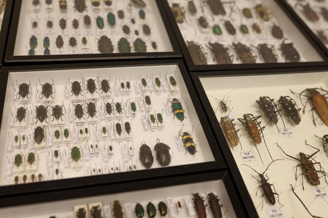 I Międzynarodowy Dzień Wymiany Owadów i Targi Entomologiczne w Bytomiu