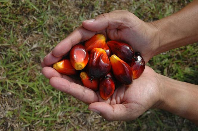 Olej palmowy w produktach - o co chodzi w akcji internautów?