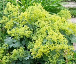 Roślina odstraszająca ślimaki 