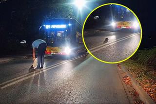 Kierowca autobusu okrzyknięty bohaterem. To, co zrobił na drodze porusza do łez!