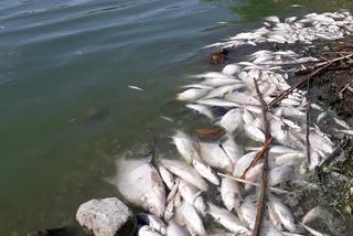 Martwe ryby na brzegu Jeziora Koskowickiego