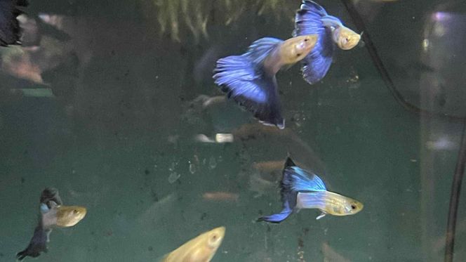 Rozmawiamy z Tomaszem Wiśniewskim, założycielem Aqua Dreams Bydgoszcz