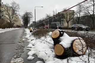 Mieszkańcy oburzeni wycinką starych drzew. Powodem przebudowa skrzyżowania